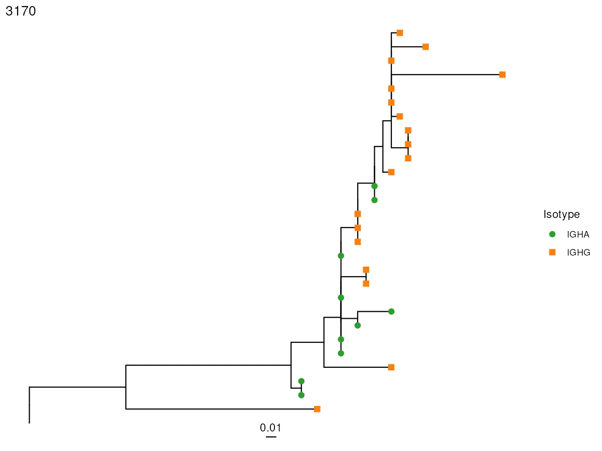 IgPhyML lineage tree of ExampleDb clone 3170, with tips marked by colour and shape. Round green points are IgA sequences branching off close to the germline root, square orange points are the IgG members dominating the crown, which is what a mucosal class switch looks like inside one family.