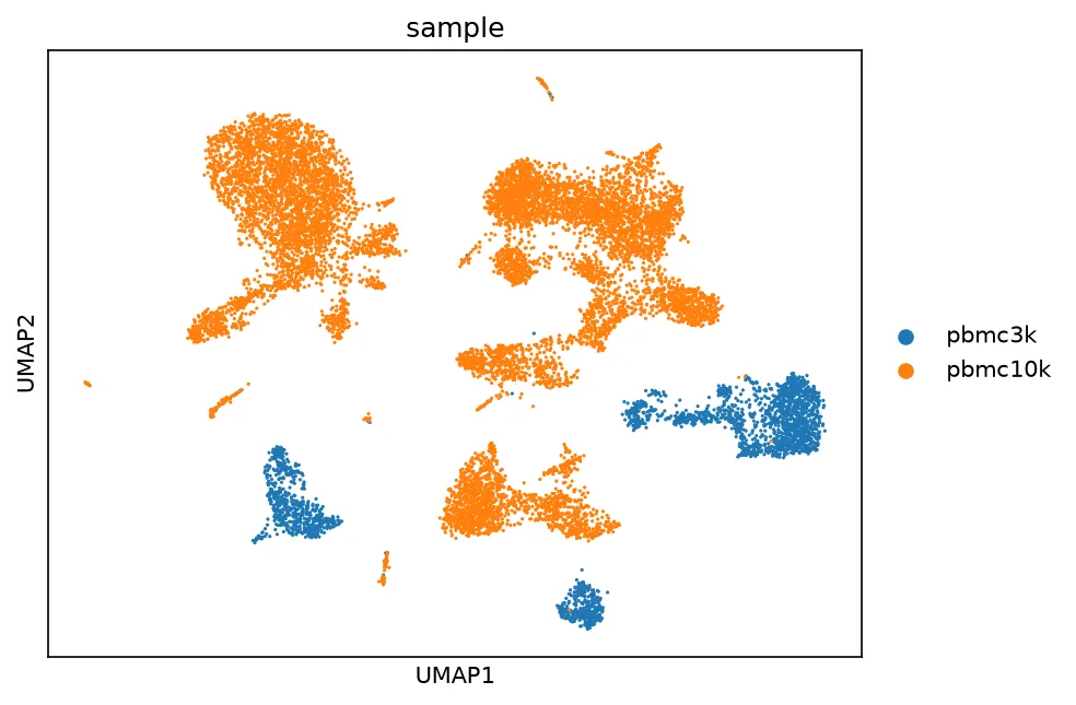 UMAP of the uncorrected data colored by dataset. The pbmc3k cells and the pbmc10k cells occupy almost disjoint regions of the embedding, so the chemistry difference dominates the graph.