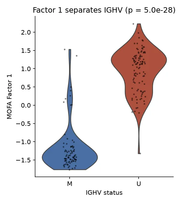 MOFA Factor 1 by IGHV status, violin with points, drawn in Python (Python)