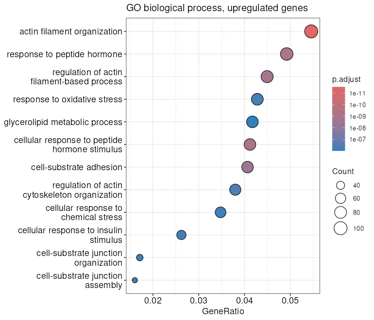 Dot plot of the twelve strongest GO biological process terms. Actin filament organization is the largest and most significant, followed by response to peptide hormone and regulation of actin filament-based process, with response to oxidative stress and cellular response to insulin stimulus lower down.